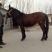 骡子200~300kg