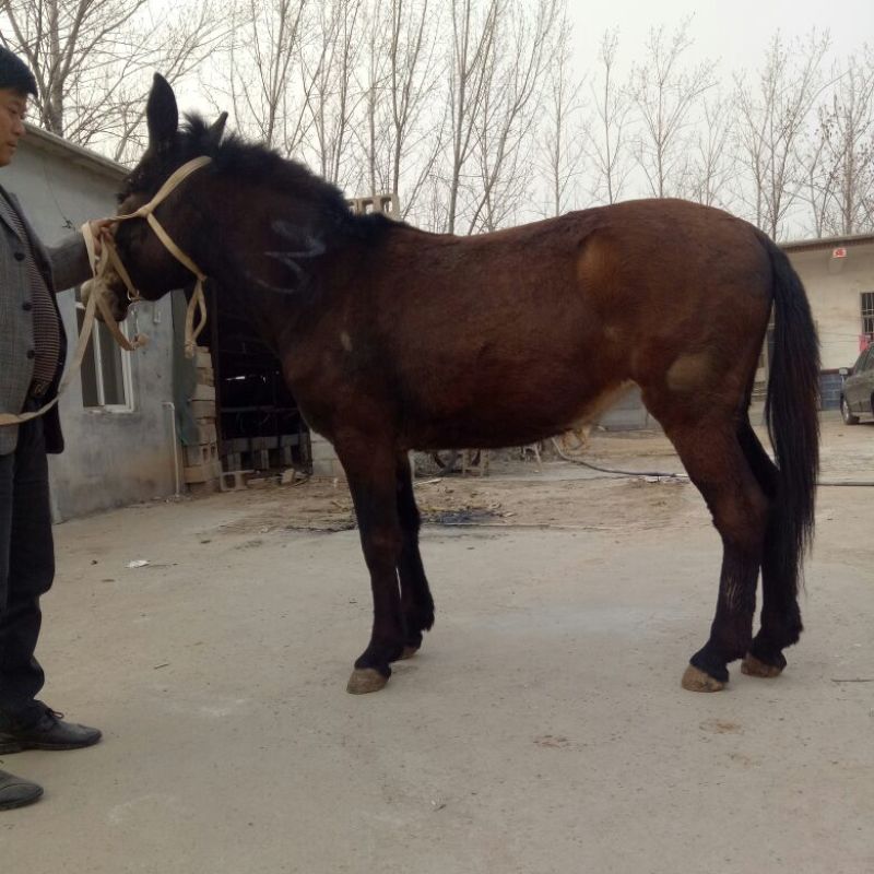 骡子200~300kg
