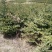 松树80~100cm