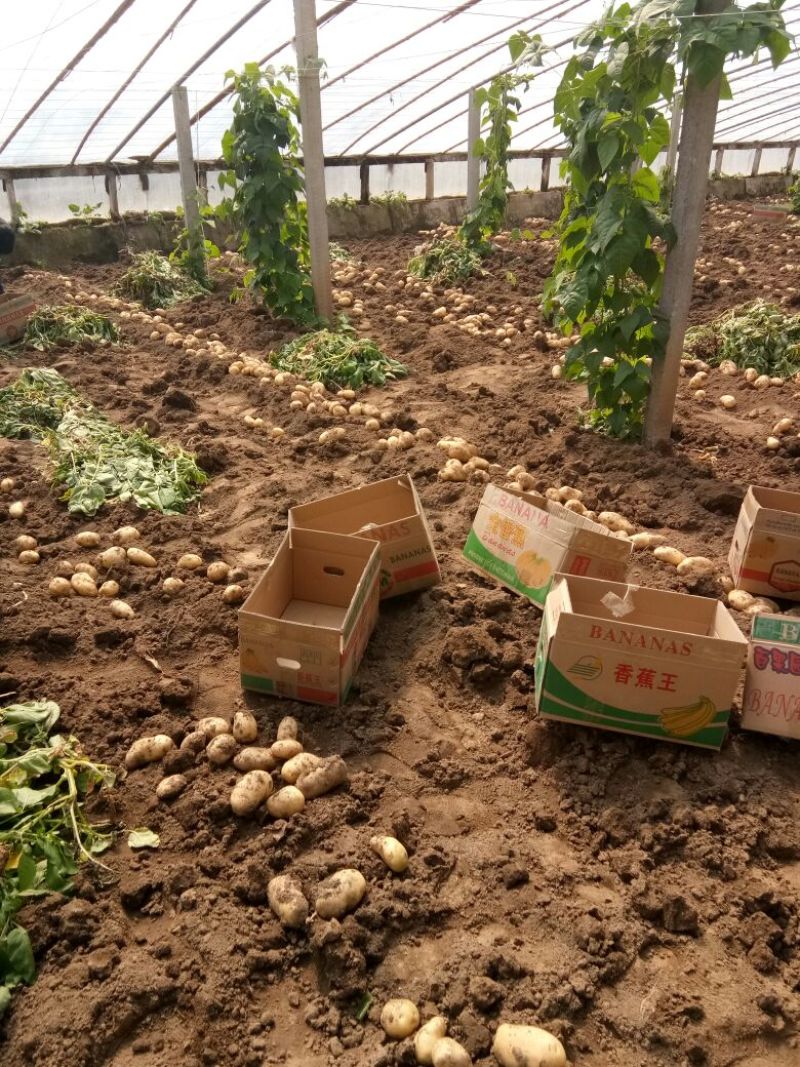 大棚土豆，荷兰15，产地直供，一手货源。