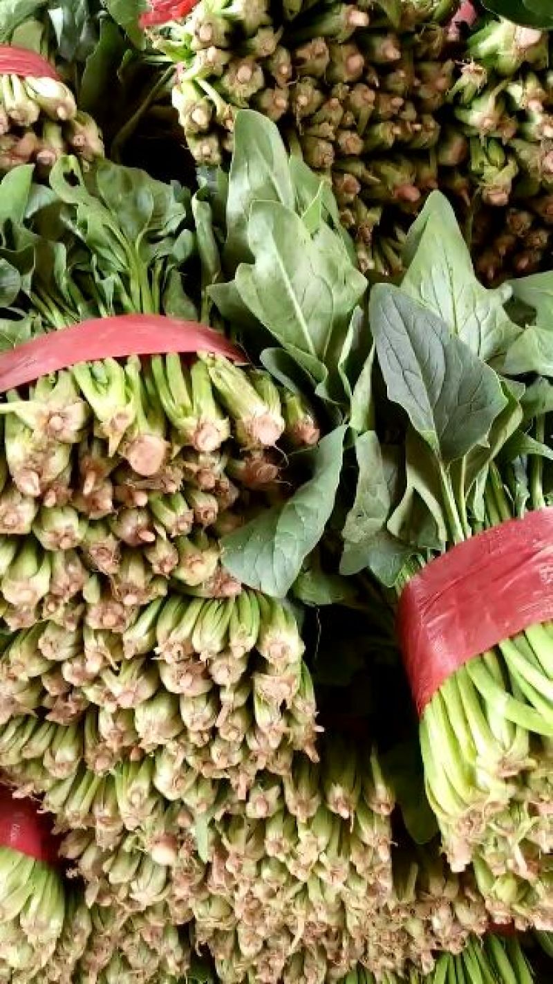 大叶菠菜25~30厘米