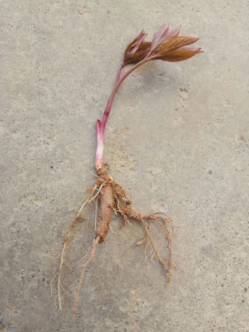 精品药用观赏两用白芍种苗