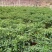 小米椒5~10厘米红中辣