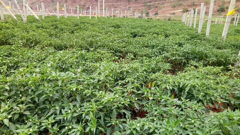 小米椒5~10厘米红中辣