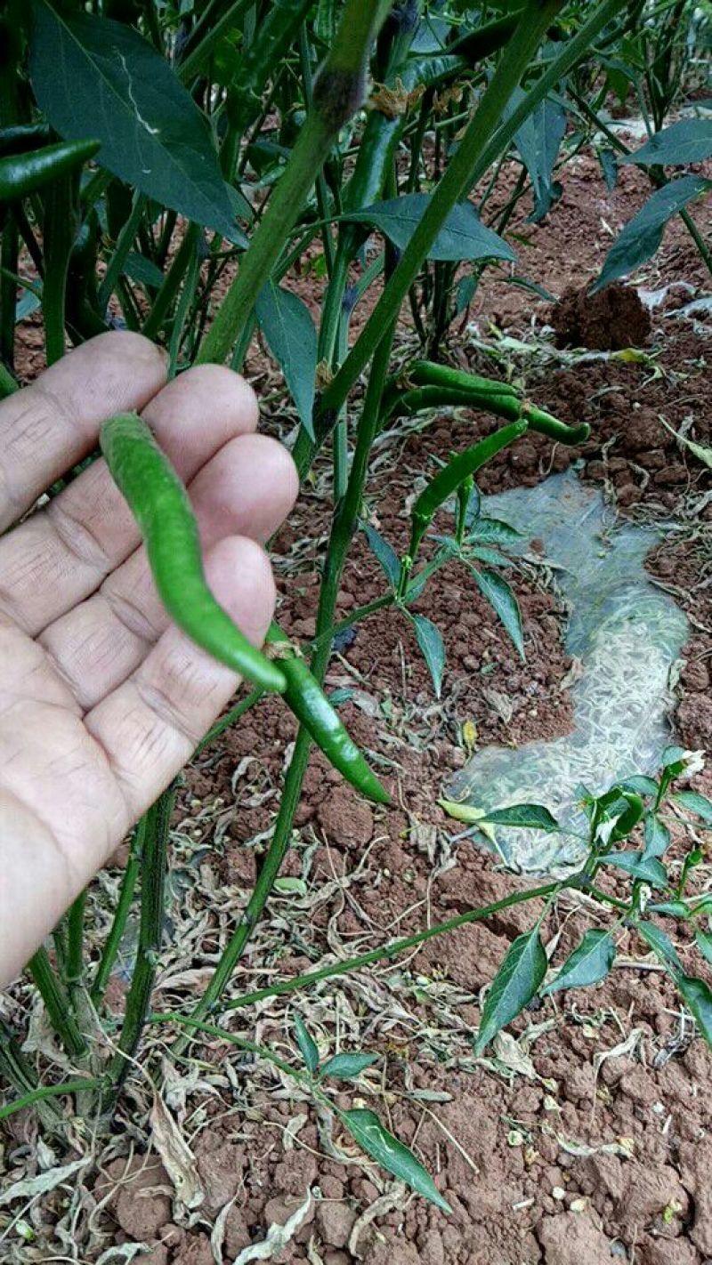 小米椒5~10厘米红中辣