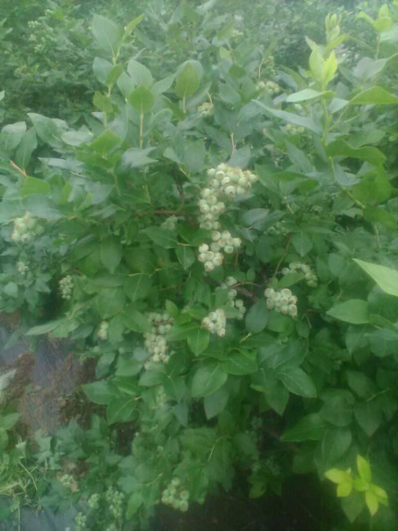 北高丛蓝莓4~6mm以上