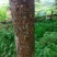 秋枫261~300cm