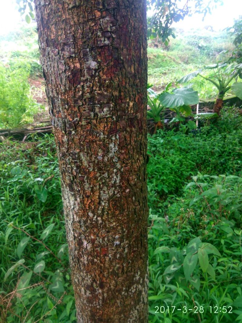 秋枫261~300cm