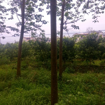 秋枫261~300cm