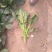 黑叶菠菜20~25厘米
