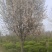 大叶黄杨球8~10cm6~8cm1.5~2米