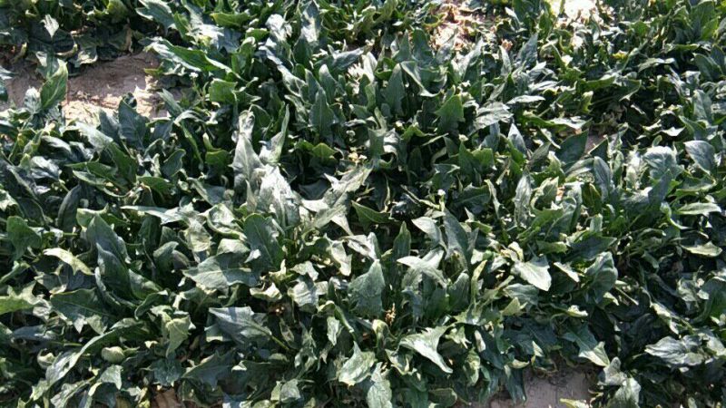 越冬菠菜25~30厘米