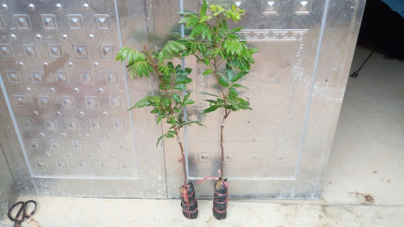 包邮果树苗带土发货石峡龙眼树苗四季龙眼苗嫁接树苗