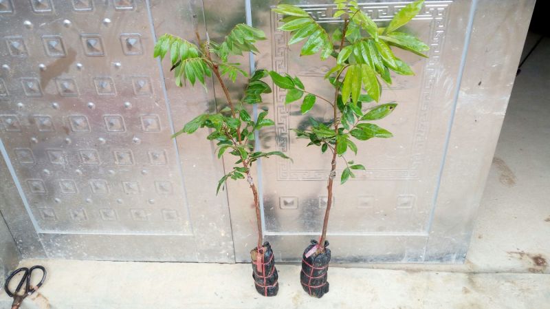 包邮果树苗带土发货石峡龙眼树苗四季龙眼苗嫁接树苗