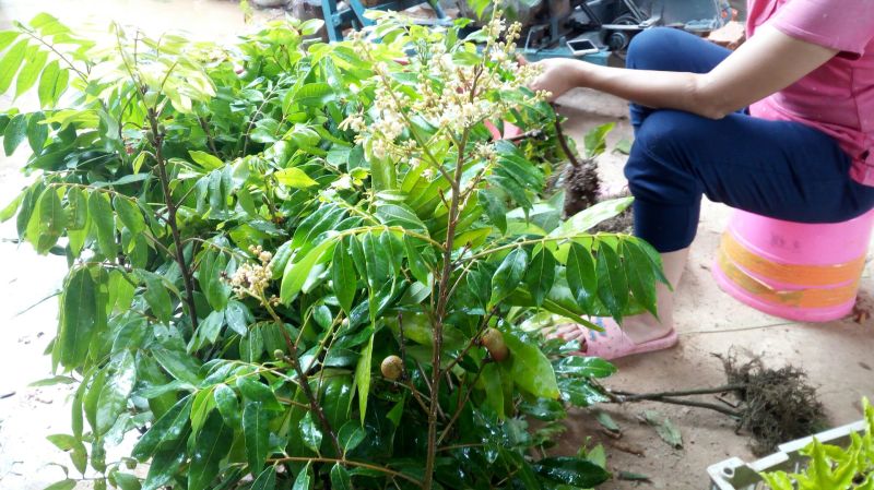 包邮果树苗带土发货石峡龙眼树苗四季龙眼苗嫁接树苗