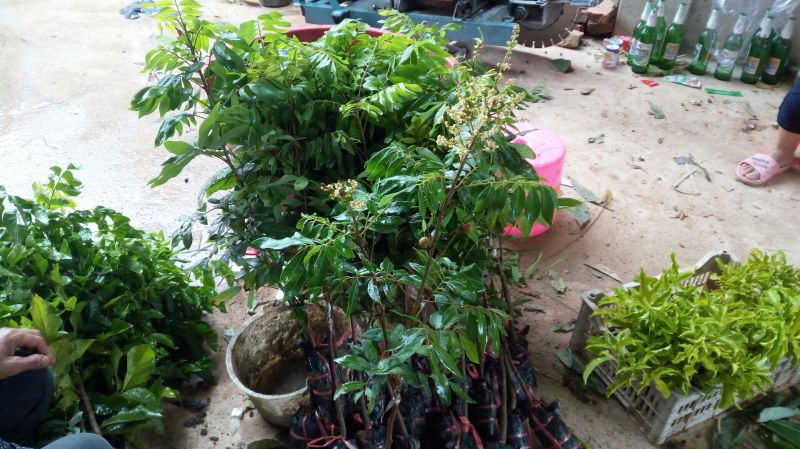 包邮果树苗带土发货石峡龙眼树苗四季龙眼苗嫁接树苗