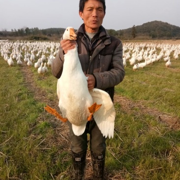 成年大白鹅6~8斤肉鹅