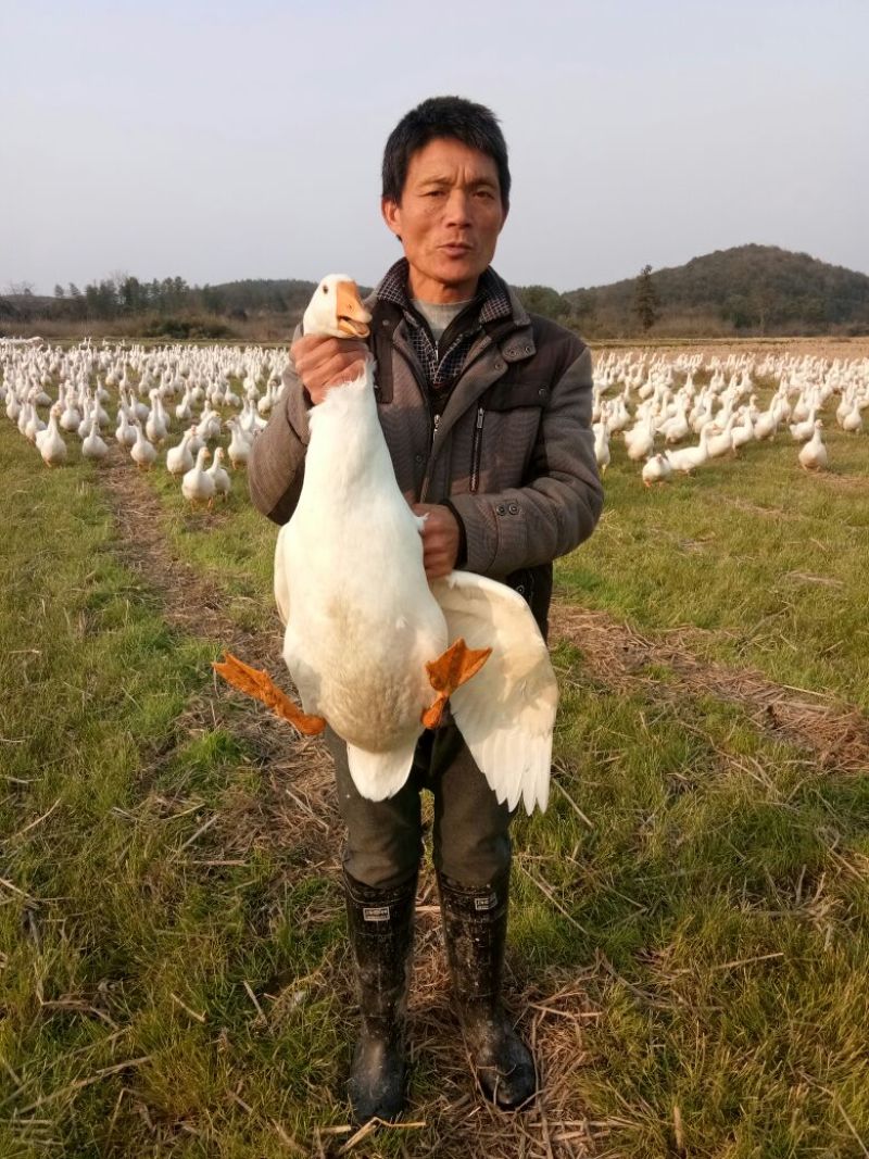 成年大白鹅6~8斤肉鹅