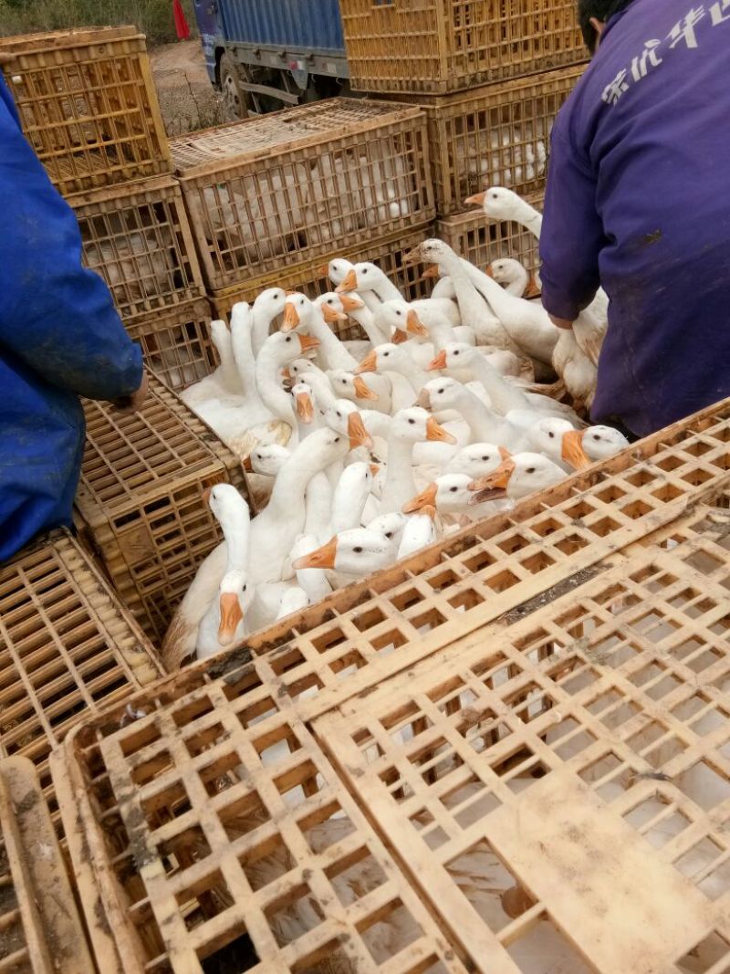 成年大白鹅6~8斤肉鹅