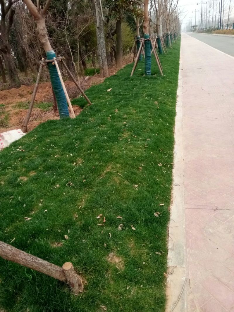 草坪草有四季青，高羊毛，各种草坪
