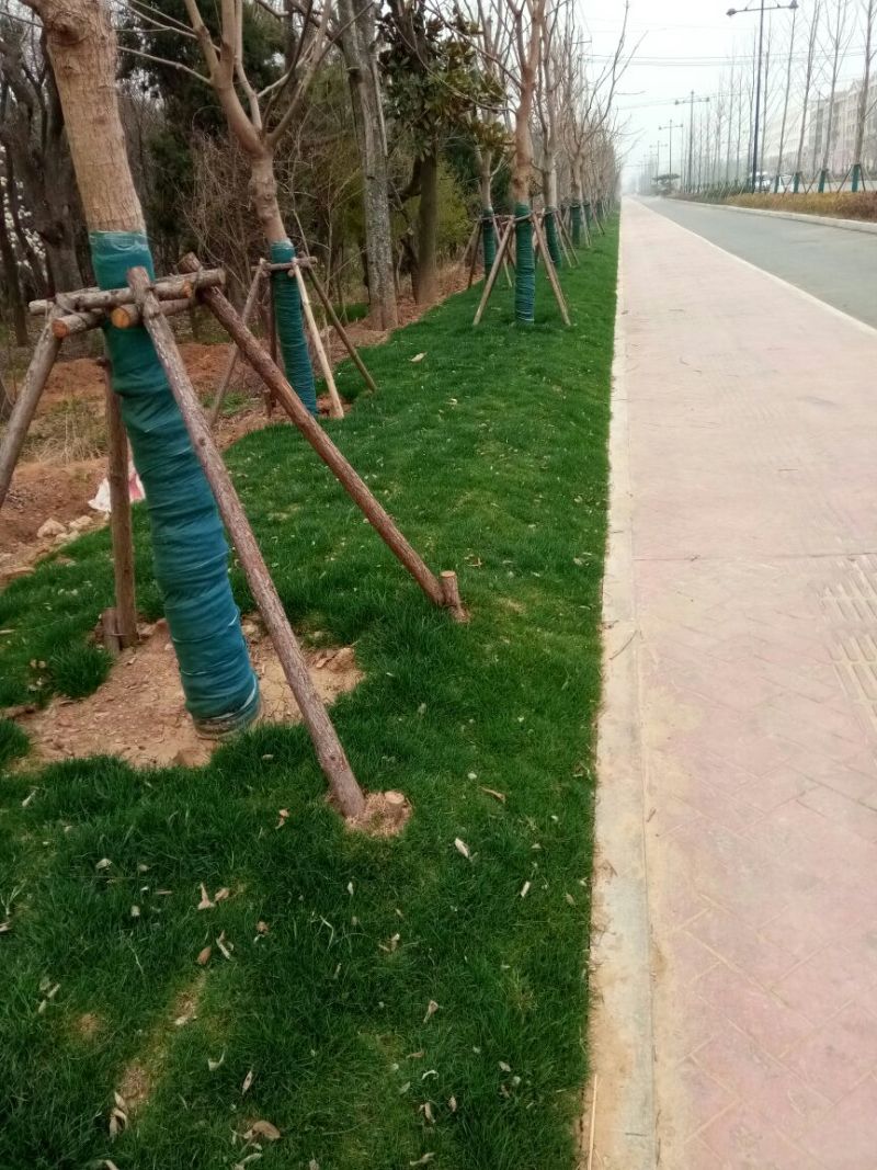 草坪草有四季青，高羊毛，各种草坪