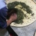 百年大树茶特级