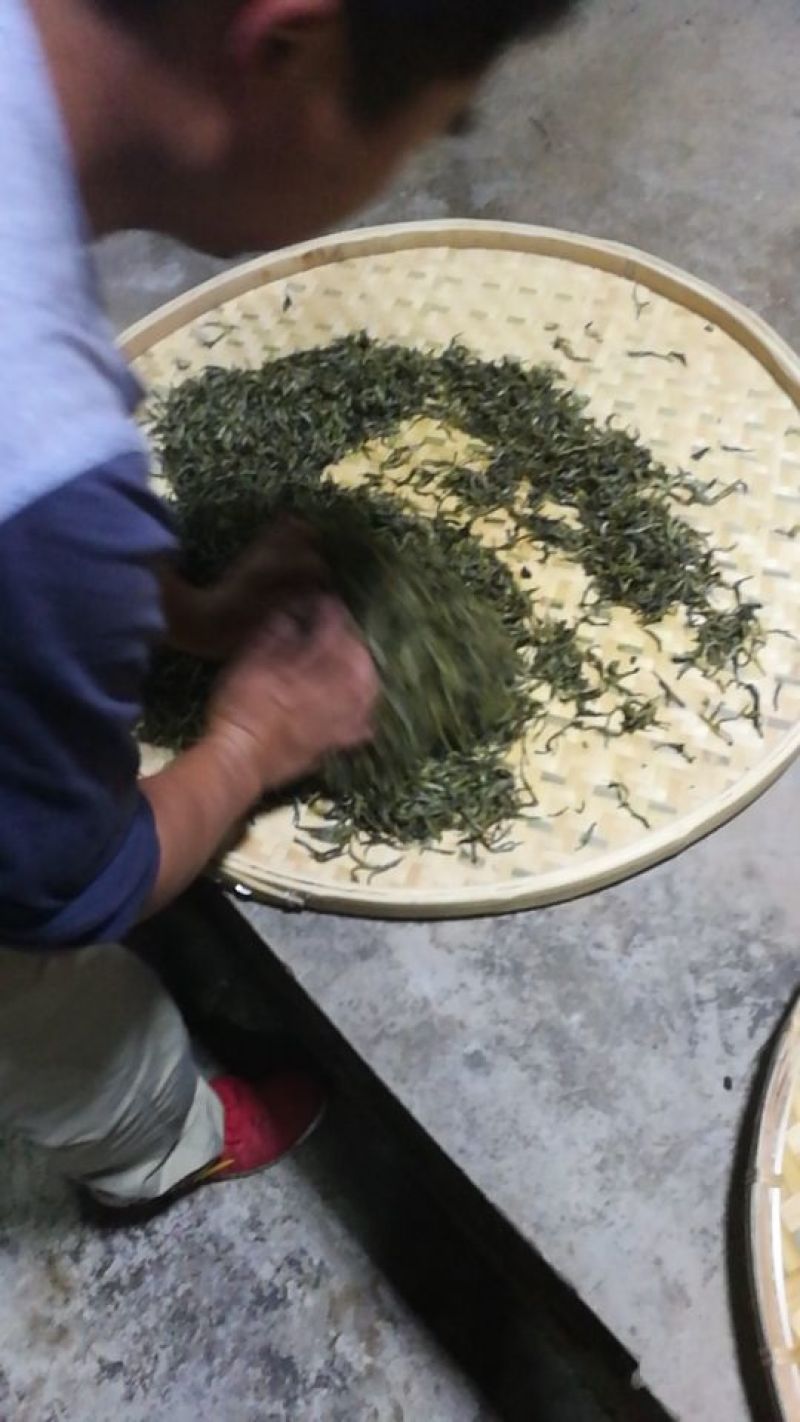 百年大树茶特级