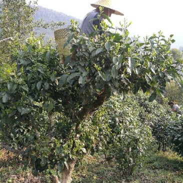 百年大树茶特级