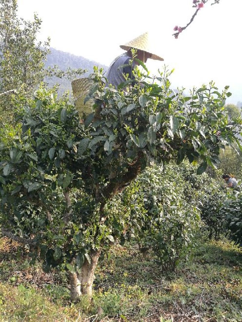 百年大树茶特级