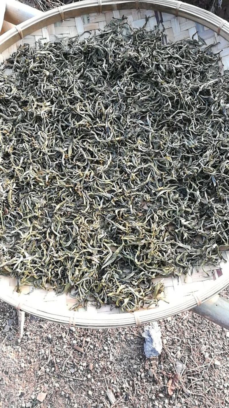 百年大树茶特级
