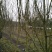 紫薇4~6cm2.5~3米1~2米