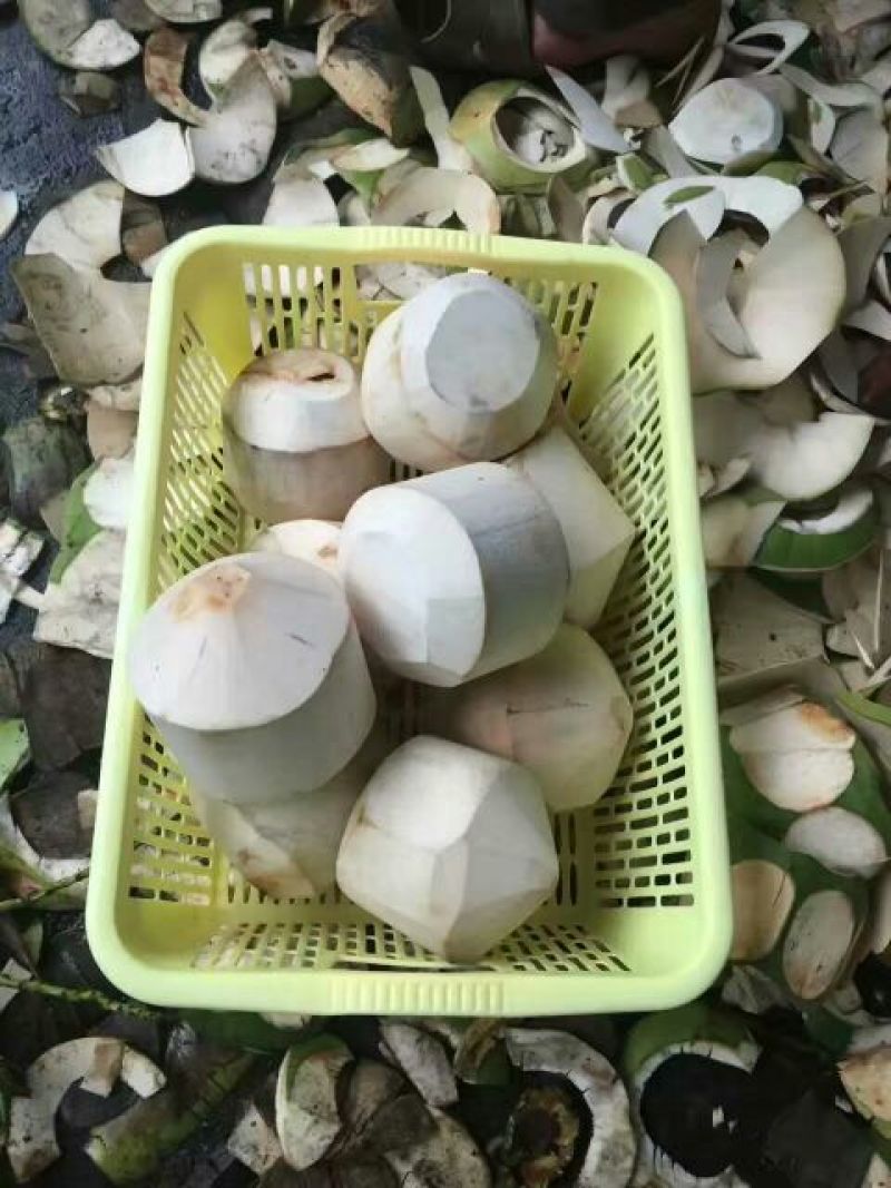 椰青5~6斤