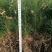 白皮松20~30cm