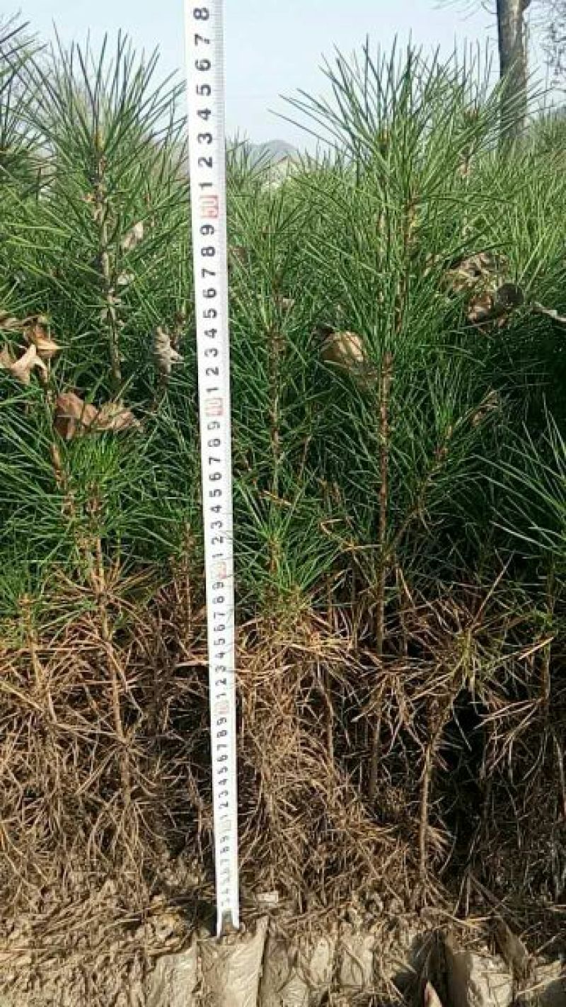 白皮松20~30cm