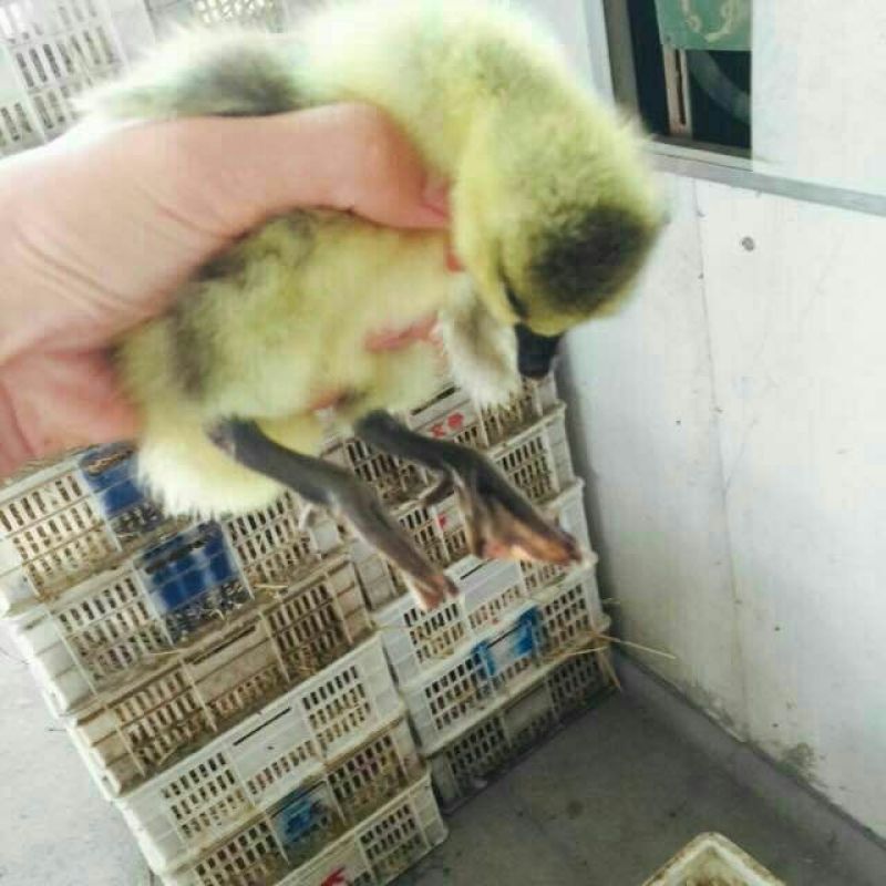 狮头鹅苗250g以下