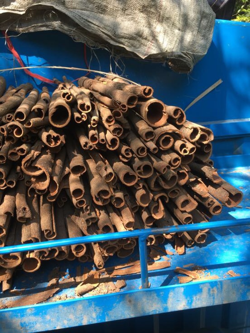 桶桂