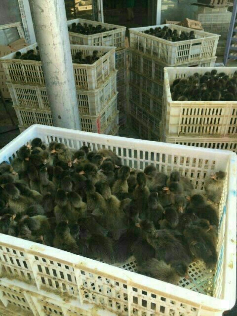 狮头鹅苗250g以下