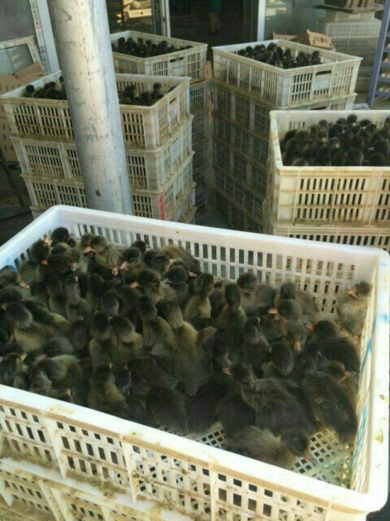 狮头鹅苗250g以下
