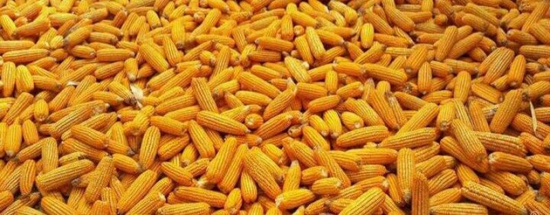 黄玉米14.5%容重690