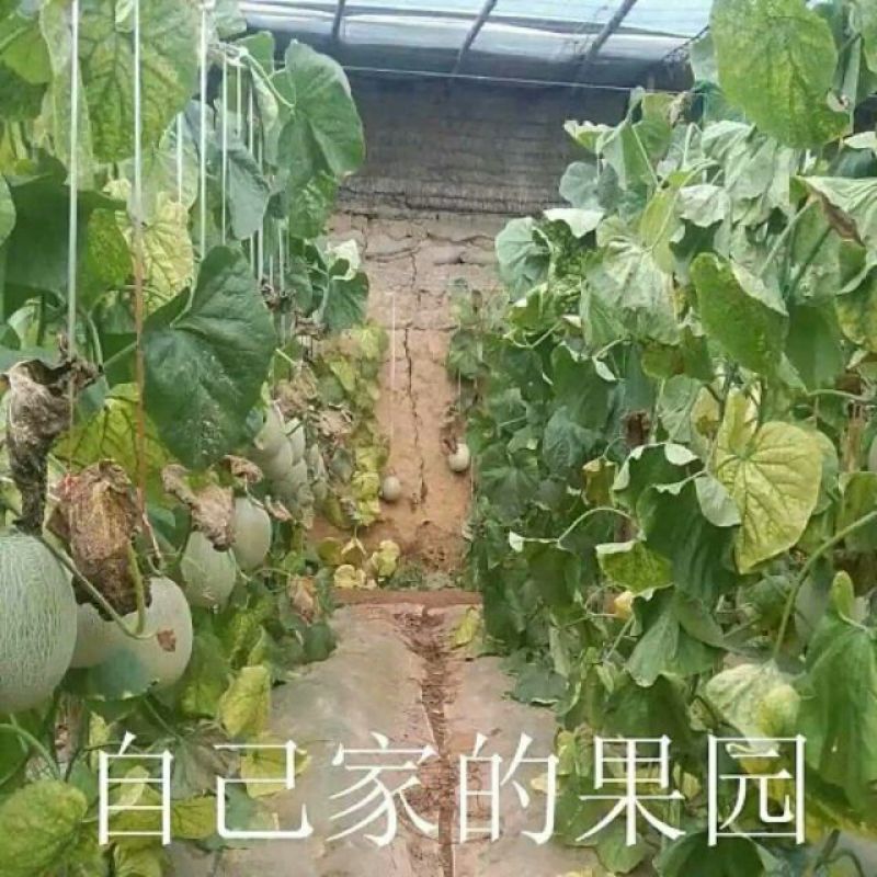 网纹瓜2斤以上椭圆形