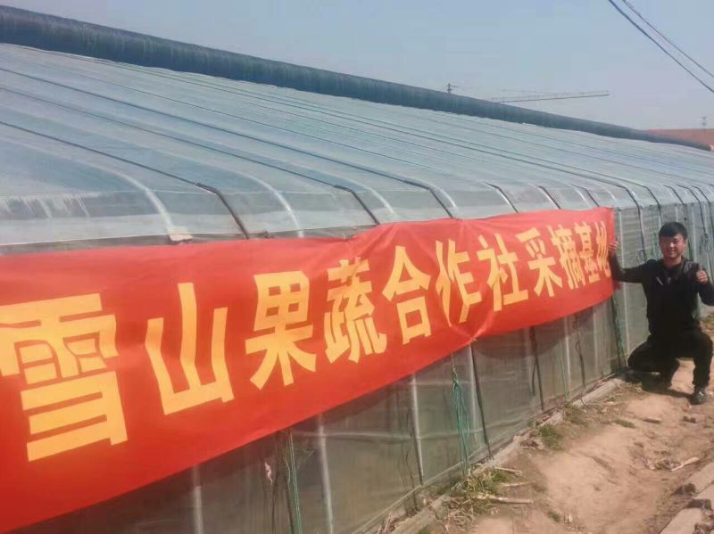 网纹瓜2斤以上椭圆形