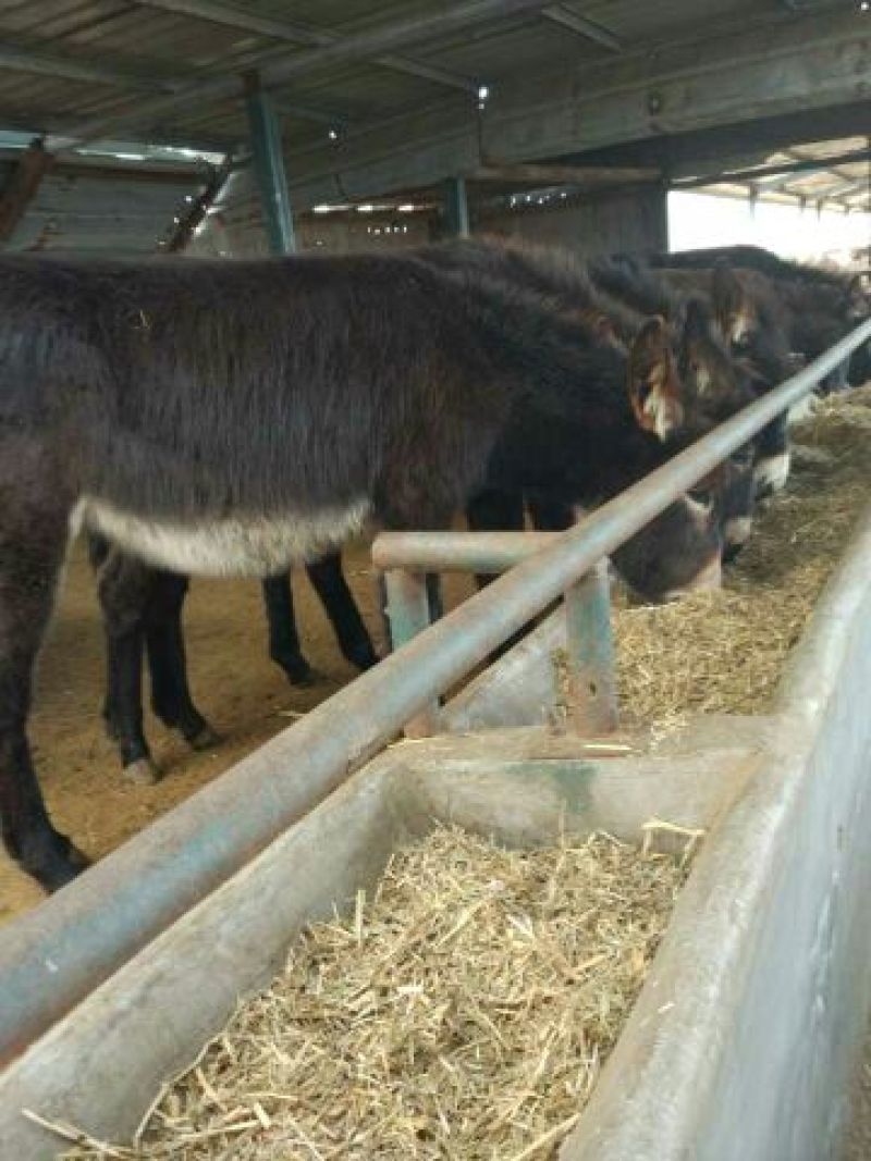 驴苗400斤