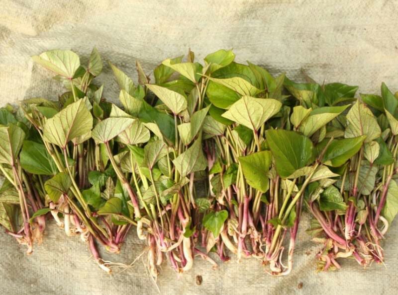 红薯苗15cm以下