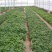 红薯苗15cm以下