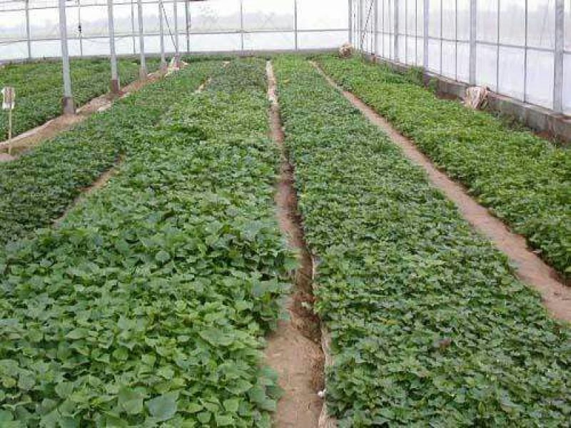红薯苗15cm以下
