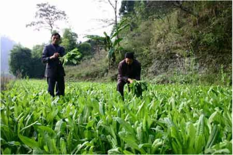 黑麦草种子98%以上