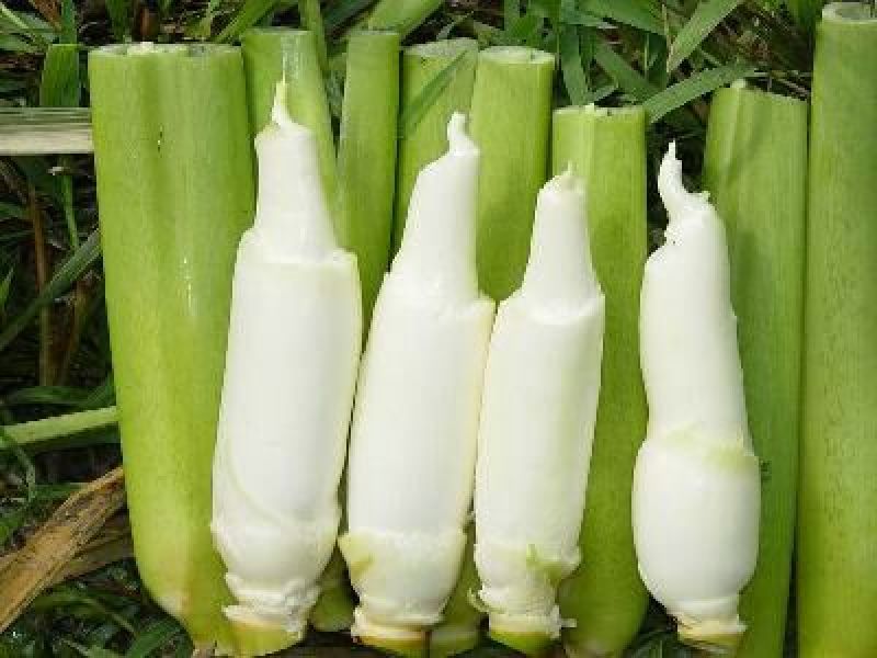 【茭白苗】浙茭6号7号茭白种苗龙茭2号免费技术指导