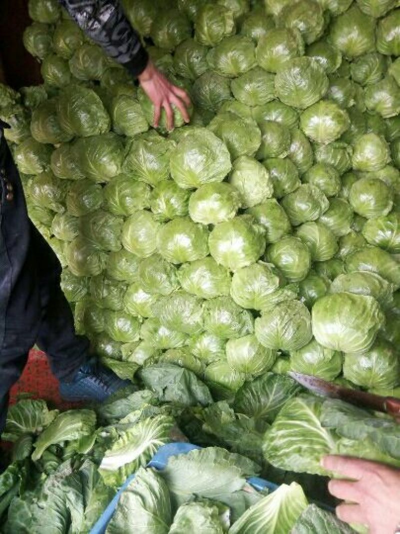 山东大棚甘蓝大量供应常年代收代发甘蓝包菜