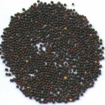 菜籽1