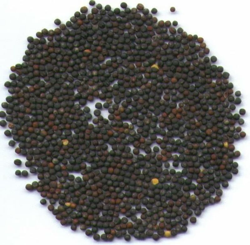 菜籽1